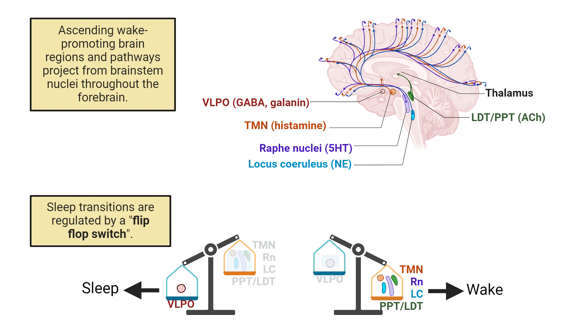 Top is a diagram of a sagittal human brain with projections from the TMN (histamine), raphe nucleus (5HT), locus coeruleus (NE) in brainstem. Projections extend widely throughout the cortex. LDT/PPT (ACh) sends projections to the thalamus. Bottom shows a cartoon of a balance with VLPO/sleep on one side and TMN, Rn, LC and PPT/LDT with Wake on the other side. Sleep transitions are regulated by this 'flip flop switch'.