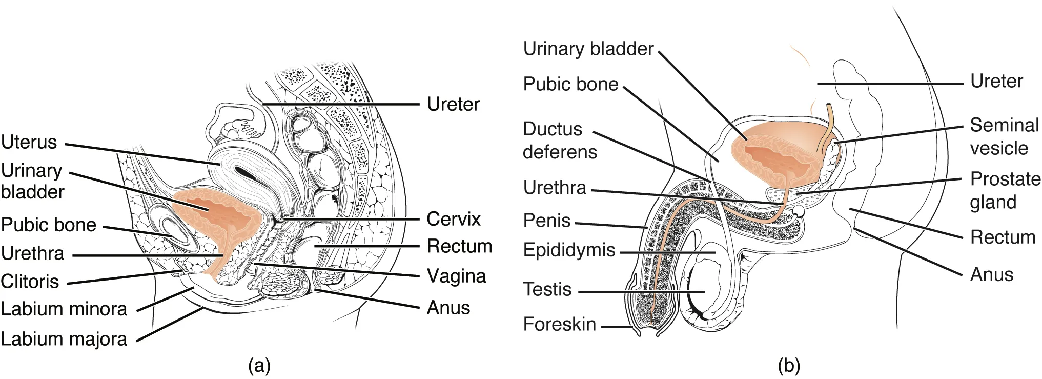 The top panel of this figure shows the organs in the female urinary system.