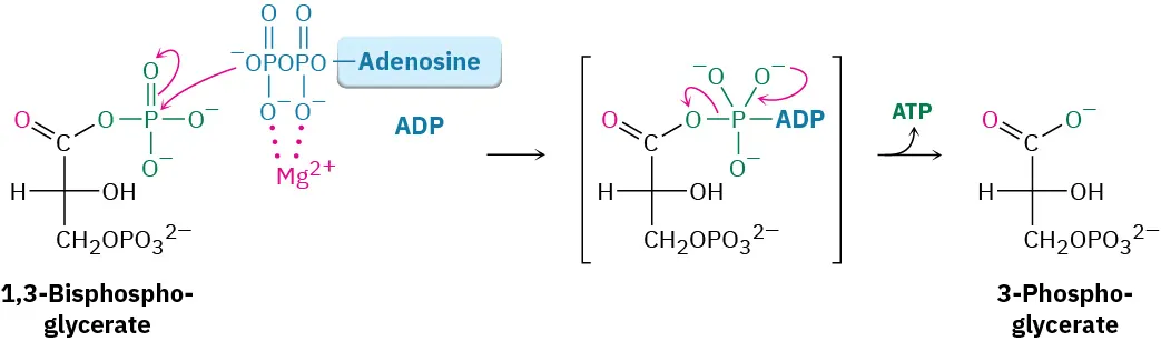 1,3-Bisphosphoglycerate is mono-dephosphorylated via the condensation with magnesium adenosine diphosphate to form a phosphorated ester intermediate that undergoes elimination of adenosine triphosphate and 3-phosphoglycerate.