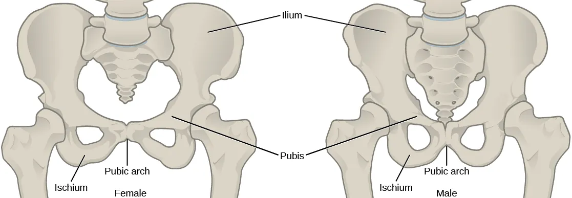 Illustration compares male and female pelvic bones. In both males and females, a wide, rounded bone called the ilium attaches to each side of the spine. The ilium curves toward the front, where it narrows into the ischium. A loop-shaped bone extends down from the place where the ilium meets the ischium, and connects back to the ilium in the front center of the body; this area is the pubic arch.  Females appear to have a wider pubic arch.