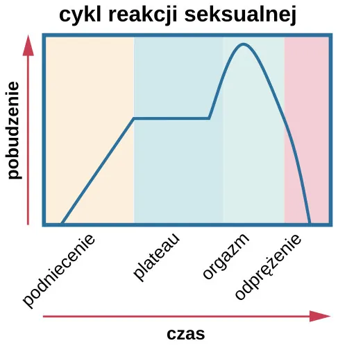 Legenda:Cykl reakcji seksualnej Pobudzenie Czas Podniecenie Plateau Orgazm Odprężenie