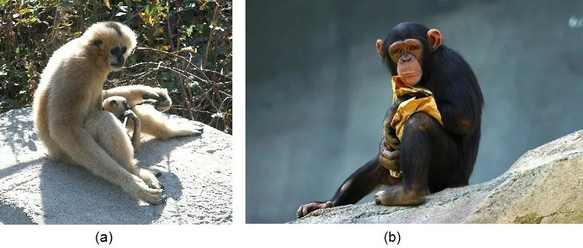Image A shows a gibbon mother and baby. Image B shows a young chimpanzee.