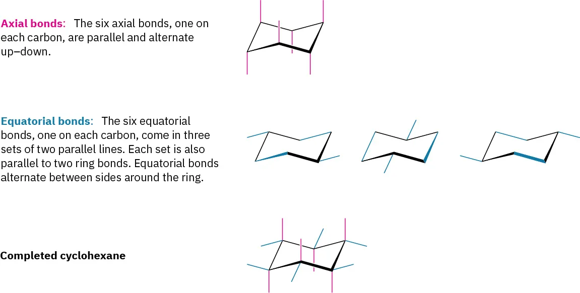 One cyclohexane with six axial bonds (red)  and three cyclohexanes, each with two equatorial bonds (blue) form a completed cyclohexane that has both six axial and six equatorial bonds.