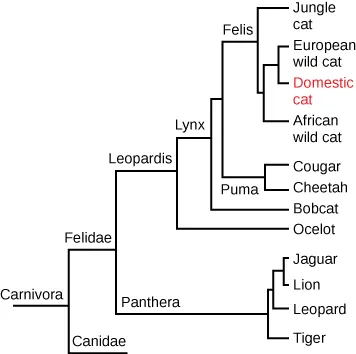 A phylogenetic tree diagram showing the evolution from carnivora to the domestic cat and its relation to other felidae species. The Jungle cat is separated from the Cougar by two nodes on the tree. The Jungle cat is separated from the tiger by five nodes on the tree.