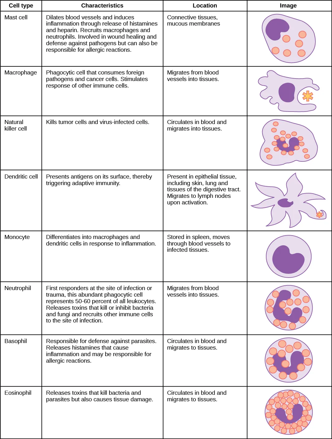 Table shows various types of white blood cells and describes their function. Mast cells, natural killer cells, neutrophils, basophils and eosinophils are all filled with granules and have a horseshoe-shaped nucleus. Monocytes are similar in overal horseshoe-shape but without the granules inside. Macrophages are irregular in shape, with a round nucleus. Dendrites have star-like projections and a small horseshoe shaped nucleus. Mast cells dilate blood vessels and induce inflammation through release of histamines and heparin. They also recruit macrophages and neutrophils, and are involved in wound healing and defense against pathogens, but can also be responsible for allergic reactions. They are found in connective tissue and mucous membranes. Macrophages are phagocytic cells that consume foreign pathogens and cancer cells. They stimulate response of other immune cells and migrate from blood vessels into tissues. Natural killer cells kill tumor cells and virus-infected cells. They circulate in blood and migrate into tissues. Dendritic cells present antigens on their surface, thereby triggering adaptive immunity. They are present in tissues in epithelial tissue, including skin, lung and tissues of the digestive tract. They migrate to lymph nodes upon activation. Monocytes differentiate into macrophages and dendritic cells in response to inflammation. They are stored in spleen, and move through blood vessels to infected tissues. Neutrophils are first responders at the site of infection or trauma. These abundant phagocytic cell represent 50-60% of all leukocytes. They release toxins that kill or inhibit bacteria and fungi and recruit other immune cells to the site of infection. They migrate from blood vessels into tissues. Basophils are responsible for defense against parasites. They release histamines that cause inflammation and may be responsible for allergic reactions. They circulate in blood and migrate to tissues. Eosinophils release toxins that kill bacteria and parasites but also cause tissue damage. They circulate in blood and migrate to tissues.