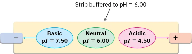 A rectangular strip in which left part is basic pointing towards minus, right part is acidic pointing towards plus and center part is neutral having their respective p I values.