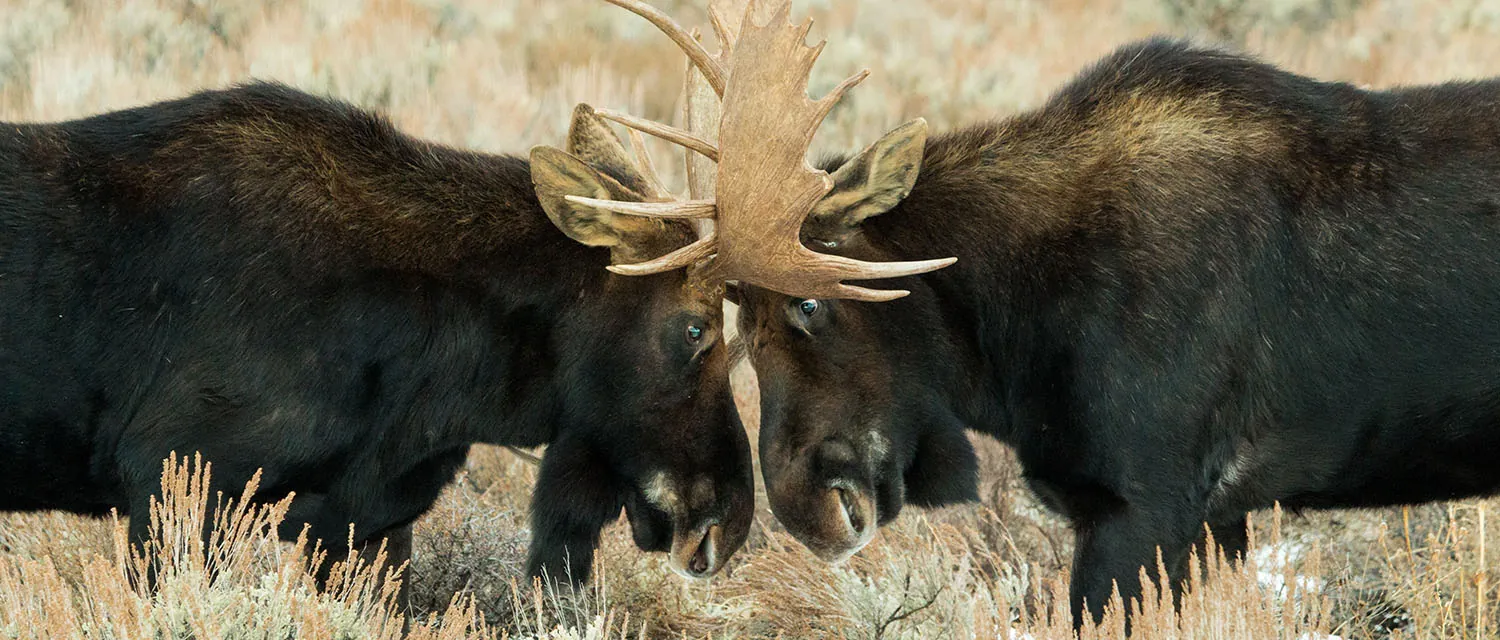 A fight between two bull moose with antlers locked.