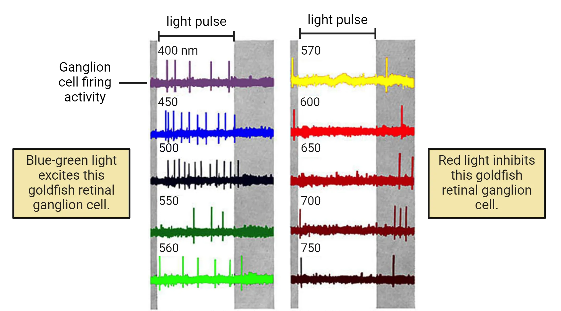A series of electrophysiological recording traces showing action potential firing of a ganglion cell in response to light pulses of different wavelengths. Wavelengths in the blue-green range make this cell fire. Wavelengths in the yellow-red range do not.