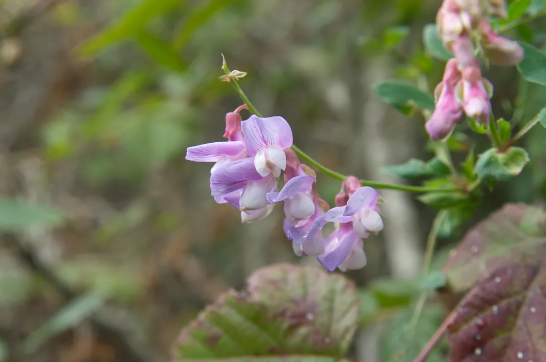 A photo of light purple pea flowers.