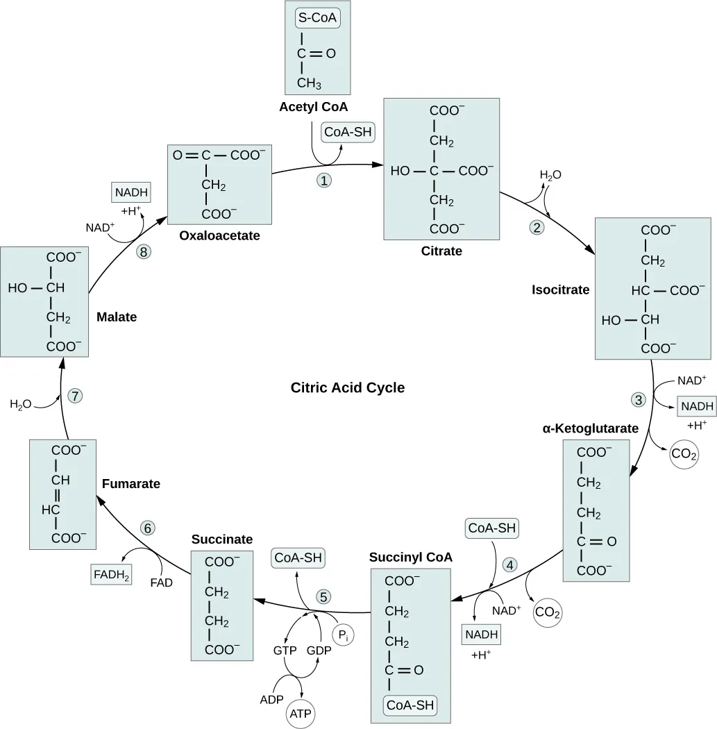 This illustration shows the eight steps of the citric acid cycle. In the first step, the acetyl group from acetyl CoA is transferred to a four-carbon oxaloacetate molecule to form a six-carbon citrate molecule. In the second step, citrate is rearranged to form isocitrate. In the third step, isocitrate is oxidized to α-ketoglutarate. In the process, one NADH is formed from NAD^{+} and one carbon dioxide is released. In the fourth step, α-ketoglutarate is oxidized and CoA is added, forming succinyl CoA. In the process, another NADH is formed and another carbon dioxide is released. In the fifth step, CoA is released from succinyl CoA, forming succinate. In the process, one GTP is formed, which is later converted into ATP. In the sixth step, succinate is oxidized to fumarate, and one FAD is reduced to FADH_{2}. In the seventh step, fumarate is converted into malate. In the eighth step, malate is oxidized to oxaloacetate, and another NADH is formed.