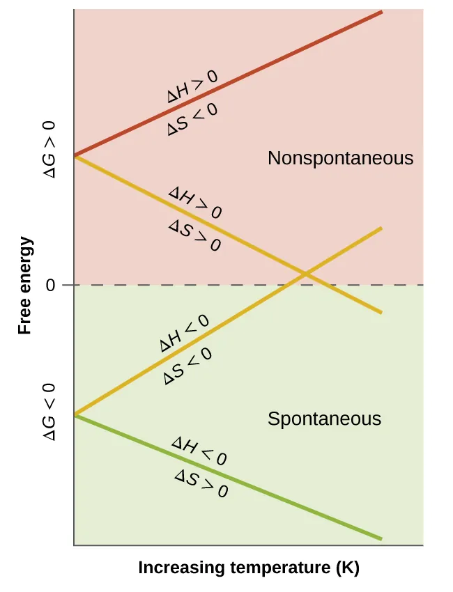 A graph is shown where the y-axis is labeled, “Free energy,” and the x-axis is labeled, “Increasing temperature ( K ).” The value of zero is written midway up the y-axis with the label, “delta G greater than 0,” written above this line and, “delta G less than 0,” written below it. The bottom half of the graph is labeled on the right as, “Spontaneous,” and the top half is labeled on the right as, “Nonspontaneous.” A green line labeled, “delta H less than 0, delta S greater than 0,” extends from a quarter of the way up the y-axis to the bottom right of the graph. A yellow line labeled, “delta H less than 0, delta S less than 0,” extends from a quarter of the way up the y-axis to the middle right of the graph. A second yellow line labeled, “delta H greater than 0, delta S greater than 0,” extends from three quarters of the way up the y-axis to the middle right of the graph. A red line labeled, “delta H greater than 0, delta S less than 0,” extends from three quarters of the way up the y-axis to the top right of the graph.
