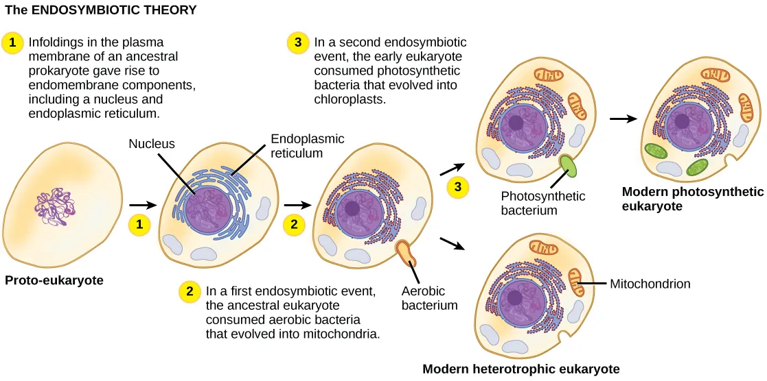 The illustration shows steps that, according to the endosymbiotic theory, gave rise to eukaryotic organisms. In step 1, infoldings in the plasma membrane of an ancestral prokaryote gave rise to endomembrane components, including a nucleus and endoplasmic reticulum. In step 2, the first endosymbiotic event occurred: The ancestral eukaryote consumed aerobic bacteria that evolved into mitochondria. The results of step 2 branch in two directions. One direction led to modern heterotrophic eukaryotes with mitochondria but no chloroplasts. The other direction led to step 3, a second endosymbiotic event, where the early eukaryote consumed photosynthetic bacteria that evolved into chloroplasts. Step 3 led to modern photosynthetic eukaryotes with both mitochondria and chloroplasts.
