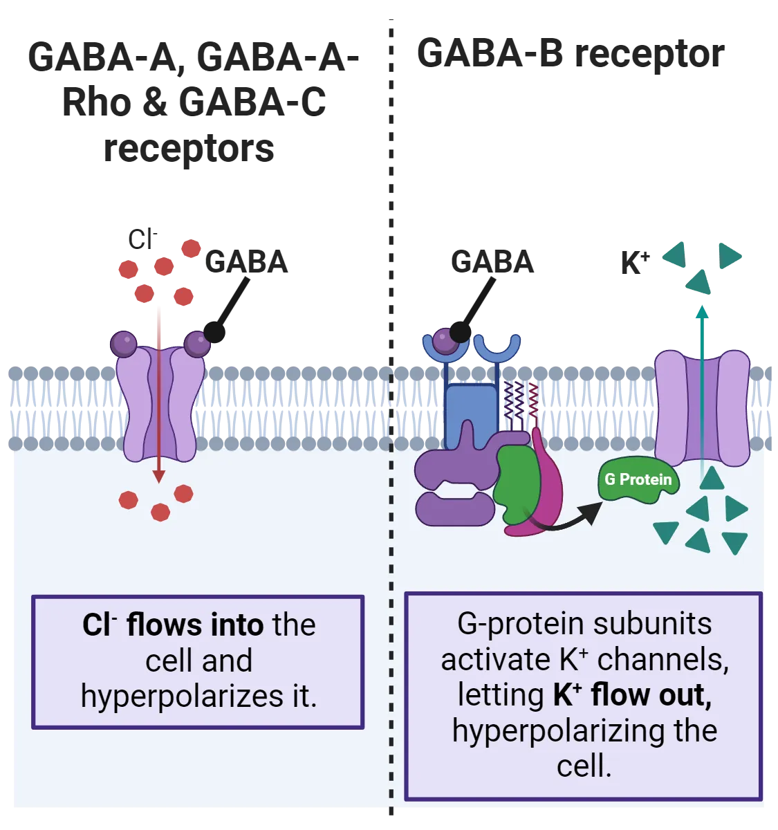 Two-part diagram. 1) Diagram of a cell membrane with an open ionotropic channel in it. Channel is bound to GABA. Cl- flows in. 2) Diagram of a cell membrane with a G-protein coupled channel in it. It is bound to GABA and the activated G protein is bound to a nearby ion channel. The ion channel is open in K+ is flowing out.