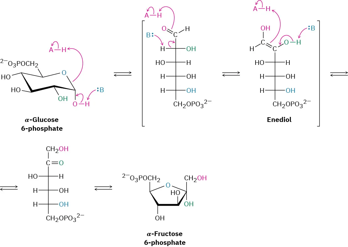 The isomerization of glucose-6-phosphate. Alpha-glucose-6-phosphate undergoes a reversible reaction to form an enediol that leads to an intermediate followed by the final product alpha-fructose-6-phosphate.