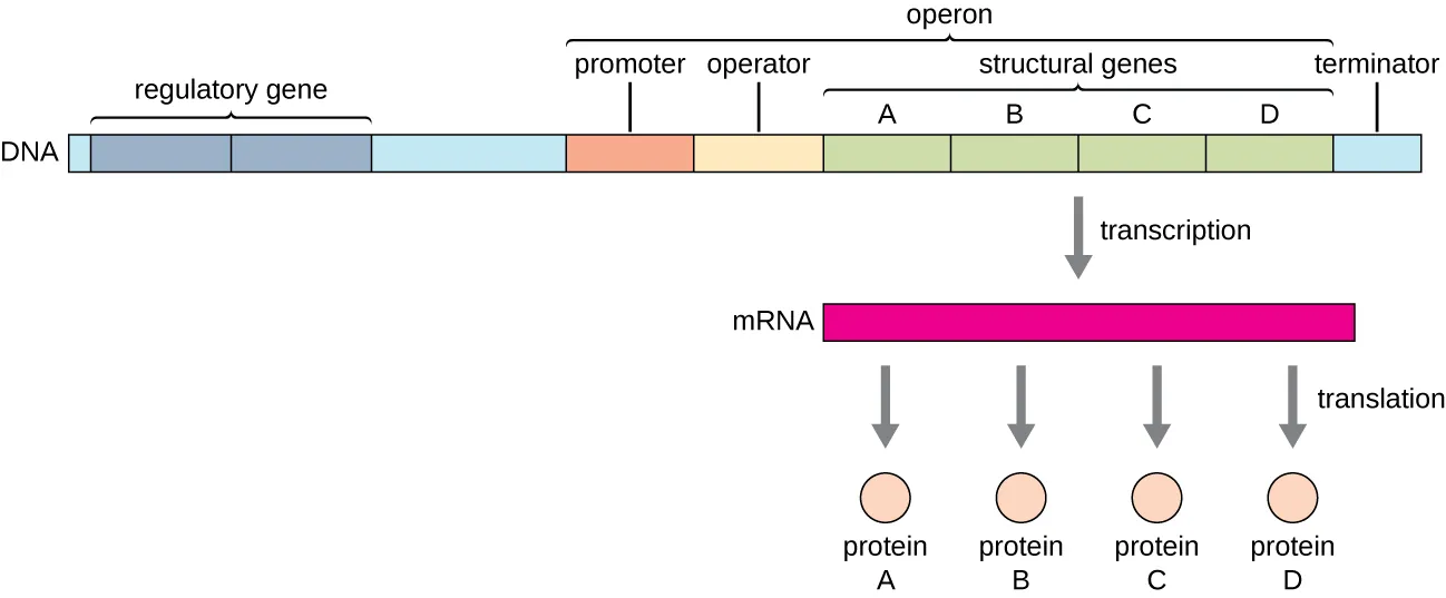Diagram of an operon. At one end is a regulatory gene; the operon proper begins further down. The operon is composed of a promoter, an operator, and structural genes (in this case 4, labeled A – D). Transcription produces a single mRNA strand that contains all the structural genes. Translation of this single mRNA produces 4 different proteins (A, B, C, D).