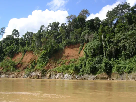 This photo depicts a section of the Madre de Dios River, which is brown with mud. Trees line the edge of the river.