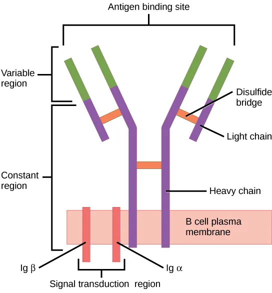 Illustration shows a B cell receptor that has two column-like subunits, called heavy chains, projecting up from the plasma membrane. Each column bends away from the other about halfway up, resulting in a Y-shaped structure. Two shorter subunits, called light chains, join the heavy chains after the bend. The upper portion of both the light and heavy chains is the variable region that makes up the antigen binding site. The bottom of both light and heavy chains forms the constant region. The signal transduction region consists of two proteins, Ig beta and Ig alpha, embedded in the plasma membrane, with projections on the cytoplasmic side.