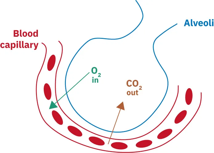 A simple diagram shows gas exchange in humans.