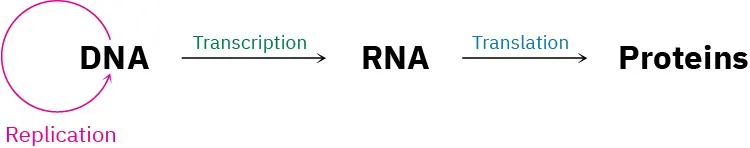 D N A undergoes replication to form its new copies. A gene from D N A is converted into R N A by transcription which is converted into proteins by translation.