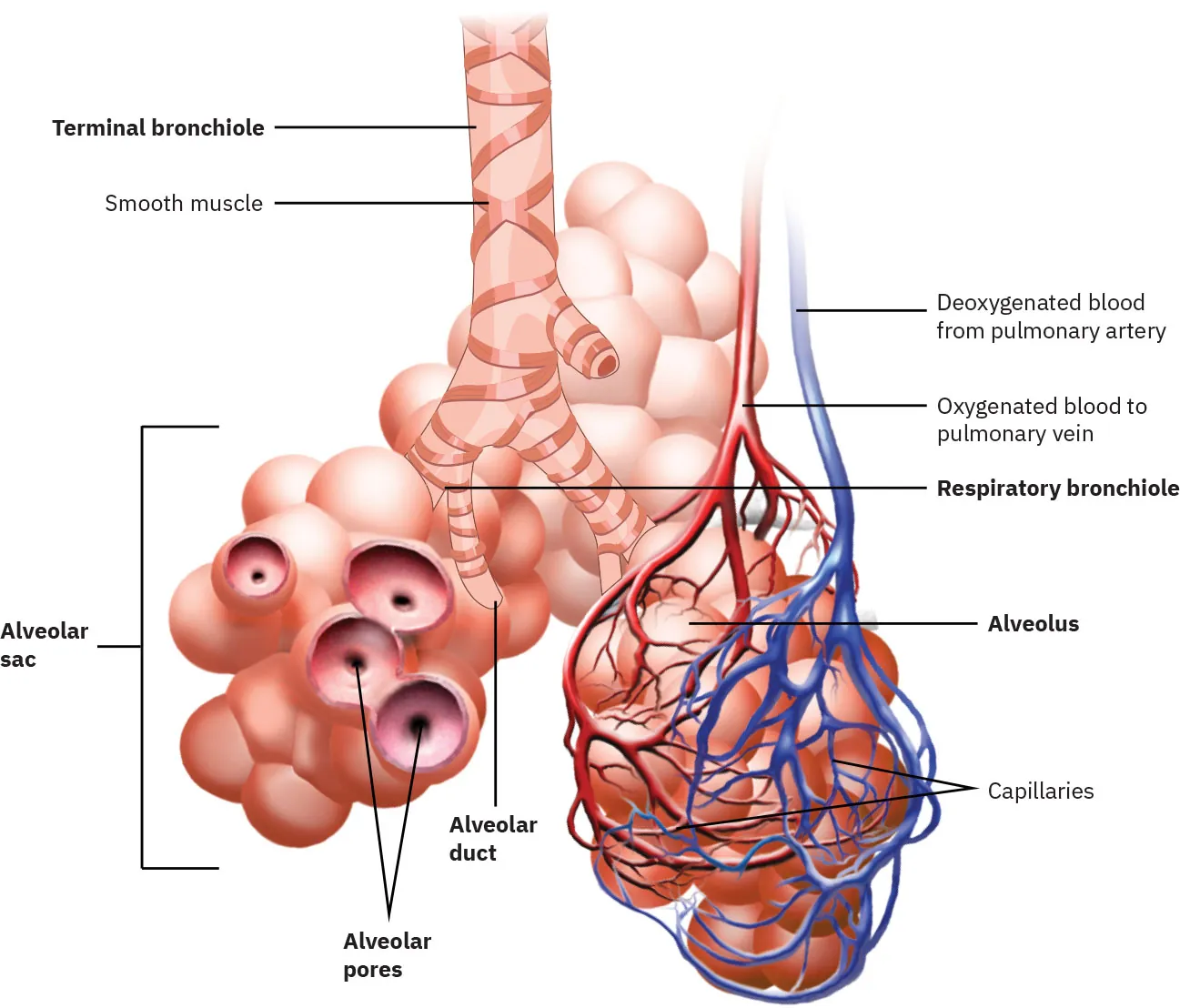 Diagram of bronchiole and alveolar sacs labeling terminal bronchiole, smooth muscle, deoxygenated blood from pulmonary artery, oxygenated blood to pulmonary vein, respiratory bronchiole, alveolus, capillaries, alveolar duct, alveolar pores, alveolar sac.