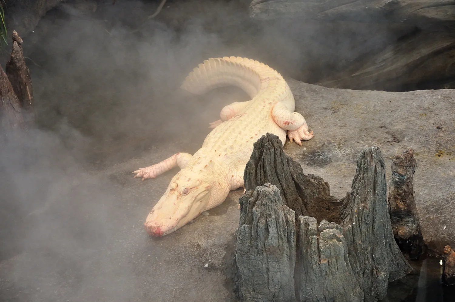 Photo shows an albino alligator in the Swamp at the California Academy of Sciences.