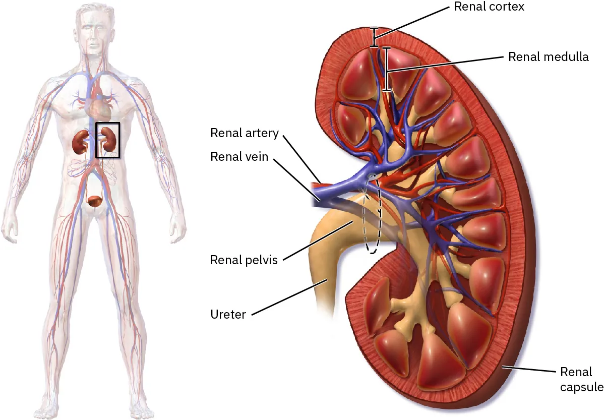 An anatomical illustration showing the human urinary system on the left and a detailed cross-section of a kidney on the right. The kidney cross-section highlights and labels the renal cortex, renal medulla, renal artery, renal vein, renal pelvis, ureter, and renal capsule.