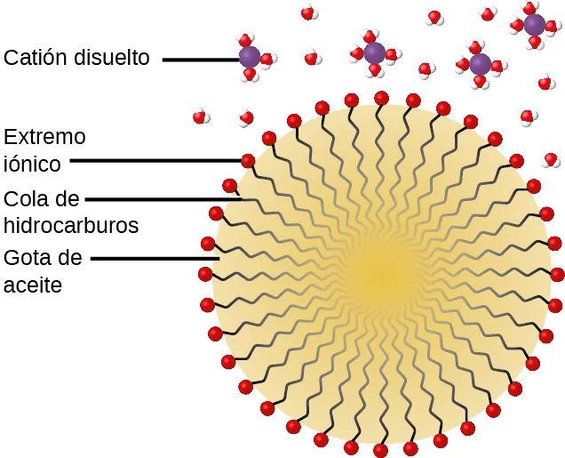 Esta figura muestra una gota de aceite en la que aproximadamente treinta colas de hidrocarburo están orientadas hacia el centro de la gota con extremos iónicos indicados como pequeñas esferas rojas en la superficie de la gota de aceite. Los cationes disueltos se indican como esferas púrpuras rodeadas por grupos de moléculas de H subíndice 2 subíndice O que se muestran como pequeños grupos de esferas de oxígeno centrales rojas con dos esferas de hidrógeno blancas adheridas.