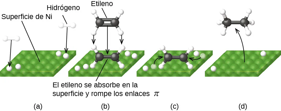 En esta figura, se muestran cuatro diagramas etiquetados desde a hasta d. En cada uno de ellos, se muestra una superficie cuadrada verde en perspectiva para proporcionar una apariencia tridimensional. En a, la etiqueta "superficie N i" se coloca encima con un segmento de línea que se extiende hasta el cuadrado verde. En la parte inferior izquierda y en la superior derecha aparecen pares de esferas blancas unidas entre sí, así como esferas blancas en la superficie verde. Se dibujan flechas negras desde cada una de las esferas blancas de la superficie hasta la esfera blanca de la superficie verde. En b, las esferas blancas siguen presentes en la superficie verde. Cerca del centro de esta superficie hay una molécula con dos esferas negras centrales con un doble enlace indicado por dos barras negras horizontales entre ellas. Arriba y abajo, a la izquierda y a la derecha, un total de cuatro esferas blancas están conectadas a las esferas negras con varillas blancas. Un segmento de línea se extiende desde esta estructura hasta la etiqueta "Etileno adsorbido en la superficie rompiendo enlaces pi". Justo encima hay una estructura casi idéntica en gris con tres flechas que apuntan hacia abajo a la estructura en blanco y negro para indicar el movimiento hacia abajo. La etiqueta "Etileno", en la parte superior del diagrama, está conectada a la estructura gris con un segmento de línea. En c, el diagrama es muy similar al de b, salvo que la estructura y las etiquetas en gris han desaparecido y una de las esferas blancas cercanas a la estructura blanca y negra en cada par de la superficie verde está en gris. Las flechas apuntan desde las esferas blancas en gris hasta el doble enlace entre las dos esferas negras. En d, solo queda una esfera blanca de cada par en la superficie verde. Una flecha curva apunta desde el centro de la superficie verde a un modelo arriba con dos esferas negras centrales y una única varilla negra que indica un enlace simple entre ellas. Cada una de las varillas negras tiene tres pequeñas esferas blancas unidas como indican las varillas blancas entre las esferas negras y las esferas blancas pequeñas. Los cuatro enlaces alrededor de cada esfera negra están distribuidos uniformemente alrededor de las esferas negras.