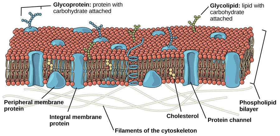 The plasma membrane is composed of a phospholipid bilayer. In the bilayer, the two long hydrophobic tails of phospholipids face toward the center, and the hydrophilic head group faces the exterior. Integral membrane proteins and protein channels span the entire bilayer. Protein channels have a pore in the middle. Peripheral membrane proteins sit on the surface of the phospholipids, and are associated with the phospholipid head groups. On the exterior side of the membrane, carbohydrates are attached to certain proteins and lipids. Filaments of the cytoskeleton line the interior of the membrane.