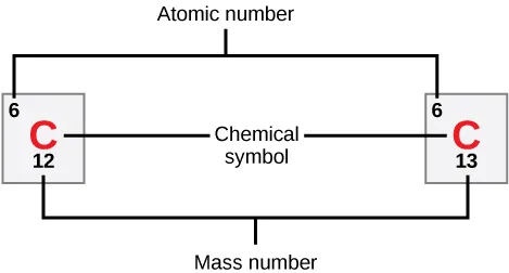 Carbon is indicated by its atomic symbol, a capital C. Carbon has the atomic number six and two stable isotopes, carbon-12 and carbon-13.