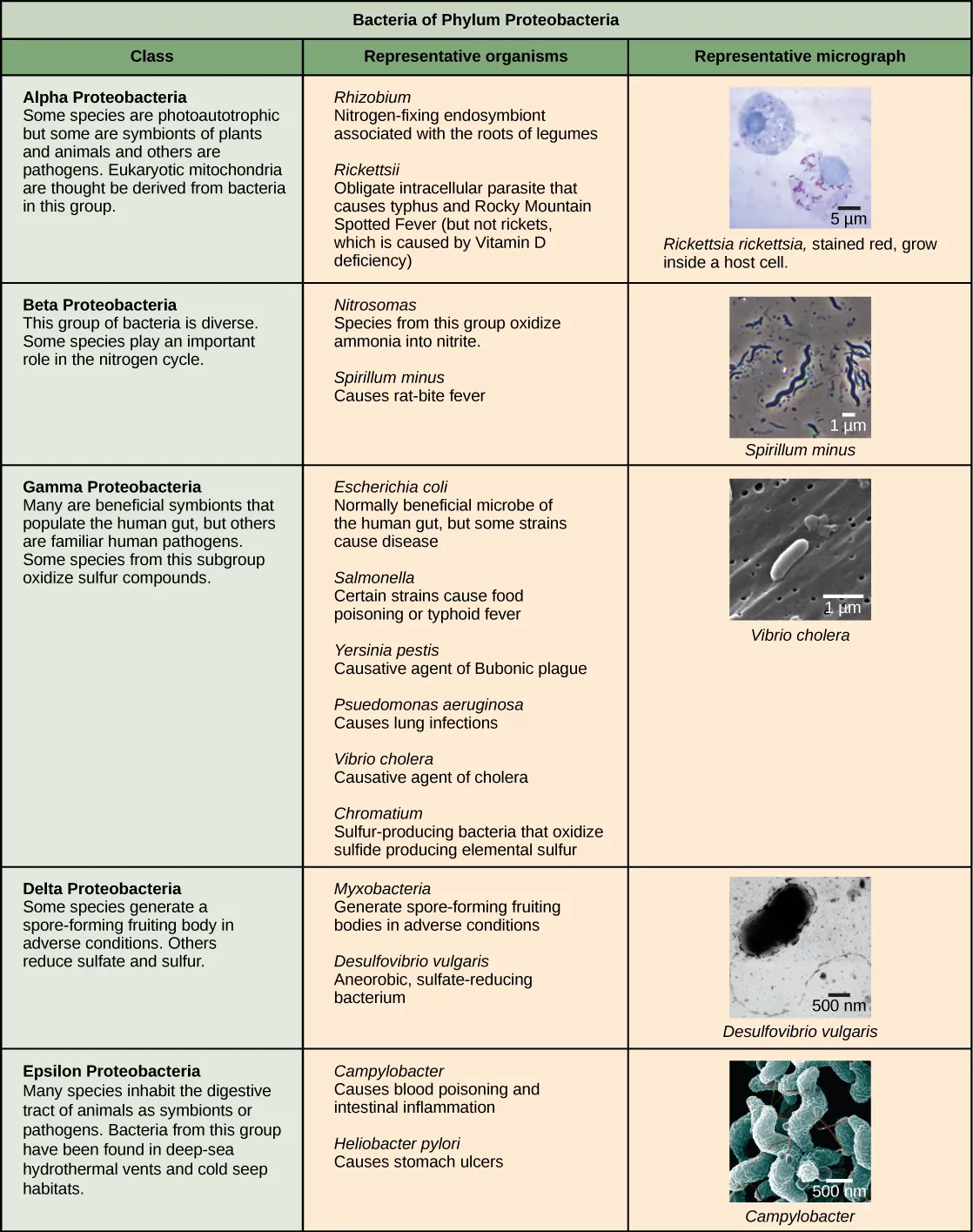 Characteristics of the five classes of bacterial phylum proteobacteria are described. The classes are alpha, beta, gamma, delta and epsilon. Most species of Alpha Proteobacteria are photoautotrophic but some are symbionts of plants and animals, and others are pathogens. Eukaryotic mitochondria are thought to be derived from bacteria in this group. Representative organisms include Rhizobium, a nitrogen-fixing endosymbiont associated with the roots of legumes, and Rickettsia, an obligate intracellular parasite that causes typhus and Rocky Mountain Spotted Fever (but not rickets, which is caused by Vitamin D deficiency). A micrograph shows rod-shaped Rickettsia rickettsii inside a much larger eukaryotic cell. Beta Proteobacteria is a diverse group of bacteria. Some species play an important role in the nitrogen cycle. Representative organisms include Nitrosomas, which oxidize ammonia into nitrite, and Spirillum minus, which causes rat bite fever. A micrograph of spiral-shaped Spirillum minus is shown. Gamma Proteobacteria include many beneficial symbionts that populate the human gut, as well as familiar human pathogens. Some species from this subgroup oxidize sulfur compounds. Representative organisms include Escherichia coli, normally a beneficial microbe of the human gut, but some strains cause disease; Salmonella, certain strains of which cause food poisoning or typhoid fever; Yersinia pestis, the causative agent of Bubonic plague; Psuedomonas aeruganosa, which causes lung infections; Vibrio cholera, the causative agent of cholera; and Chromatium, sulfur-producing bacteria that oxidize sulfur, producing H2S. Micrograph shows rod-shaped Vibrio cholera, which are about 1 micron long. Some species of Delta Proteobacteria generate a spore-forming fruiting body in adverse conditions. Others reduce sulfate and sulfur. Representative organisms include Myxobacteria, which generate spore-forming fruiting bodies in adverse conditions, and Desulfovibrio vulgaris, an aneorobic, sulfate-reducing bacterium. Micrograph shows a bent rod-shaped Desulfovibrio vulgaris bacterium with a long flagellum. Epsilon Proteobacteria includes many species that inhabit the digestive tract of animals as symbionts or pathogens. Bacteria from this group have been found in deep-sea hydrothermal vents and cold seep habitats. Representative organisms include Campylobacter, which causes blood poisoning and intestinal inflammation, and Heliobacter pylori, which causes stomach ulcers. Micrograph shows short spiral, or s shaped, Campylobacter bacteria.