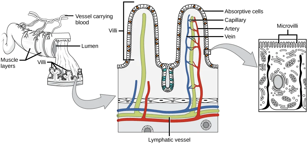 Illustration shows a cross section of the small intestine, the lumen, or inside of which has many fingerlike projections called villi. Muscle layers wrap around the outside of the intestine, and blood vessels interact with the muscle layer. A blowup shows that capillaries and lymphatic vessels travel up inside the villi. The surface of each villus is covered with hairlike microvilli.