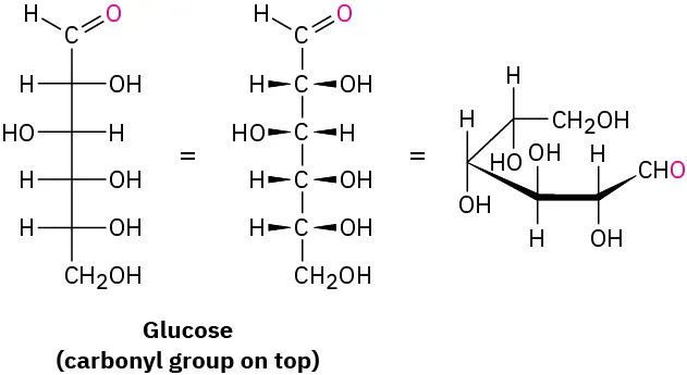 Three representations of glucose. First two structures are the Fischer projection where the carbonyl group is positioned on the top and the third structure represents the Haworth projection of glucose.