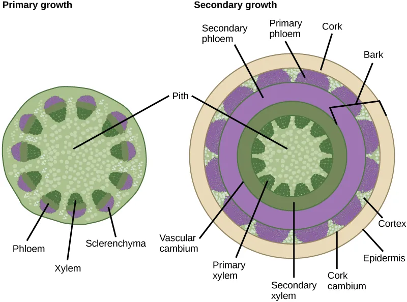 Left illustration shows a cross section of a woody stem undergoing primary growth. At the core of the stem is pith. Toward the outside are egg-shaped vascular bundles. Xylem is located toward the inside of the vascular bundle, and phloem is in the middle. Sclerenchyma cap the outside of the bundle. Right illustration shows a cross section of a woody stem undergoing secondary growth. As in primary growth, the core of the stem is pith. Outside the pith is a ring of secondary xylem. Rounded bundles of primary xylem tissue project from this ring into the pith. Outside the secondary xylem is a ring of secondary phloem tissue. The vascular cambium separates the xylem from the phloem. Outside the secondary phloem is the cortex layer. Bundles of primary phloem project outward from the secondary phloem into the cortex. A cork ring surrounds the cortex. The cork is separated from the cortex by a thin cork cambium. The bark of the tree extends from the vascular cambium to the epidermis.