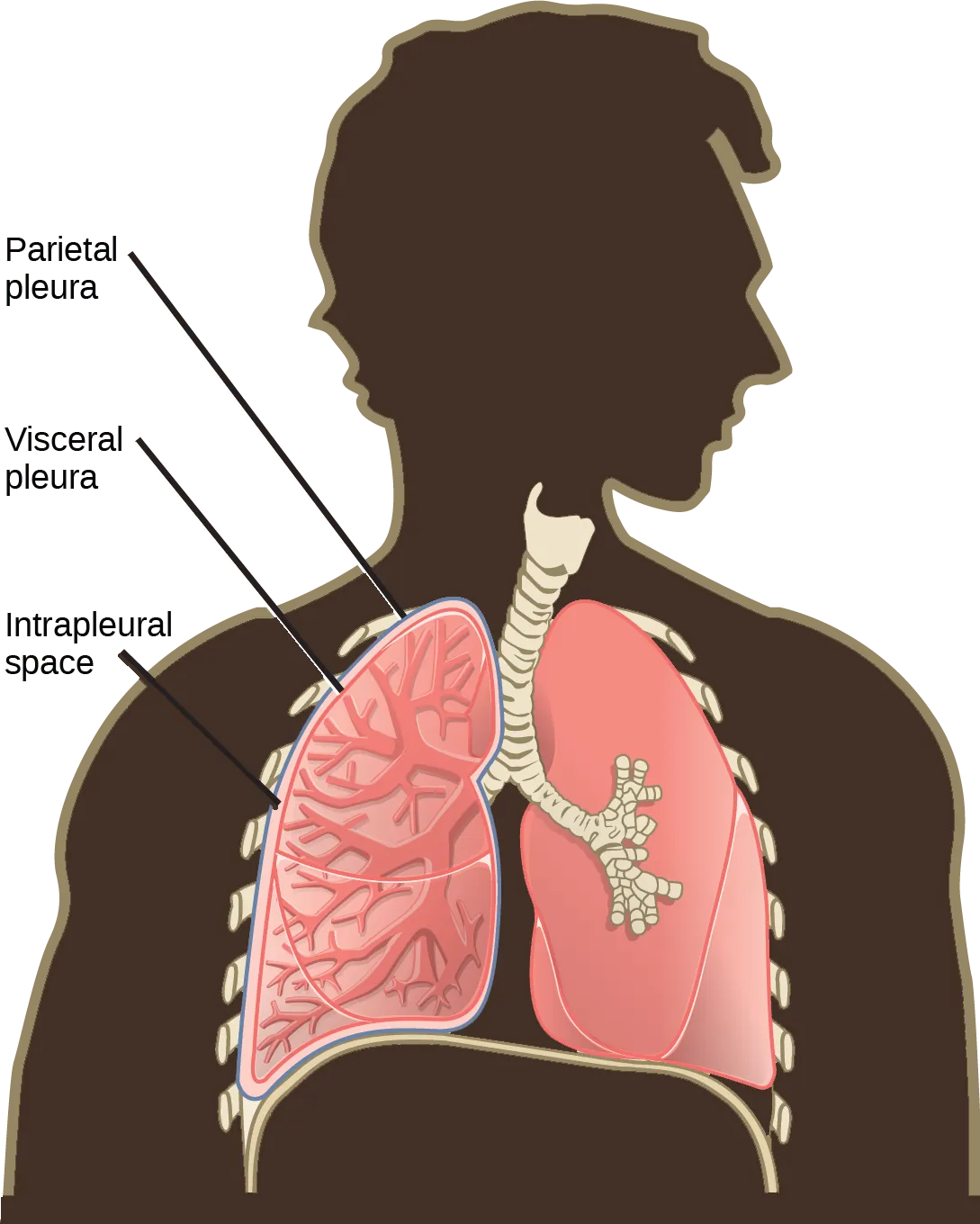 The illustration shows human lungs. Each lung is covered by an inner visceral pleura and an outer parietal pleura. The intrapleural space is the space between the two membranes.