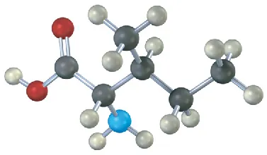 The ball-and-stick model of isoleucine where gray, black, blue, and red spheres represent hydrogen, carbon, nitrogen, and oxygen, respectively.