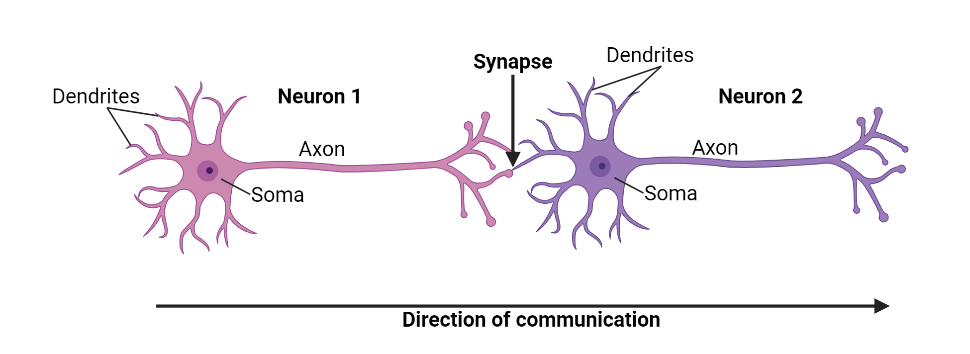 Diagram of two neurons, with the axon terminal of one synapsing on the dendrites of another. Dendrites and a single axon extend form the soma of each neuron. Direction of communication is shown as from dendrites towards axon.