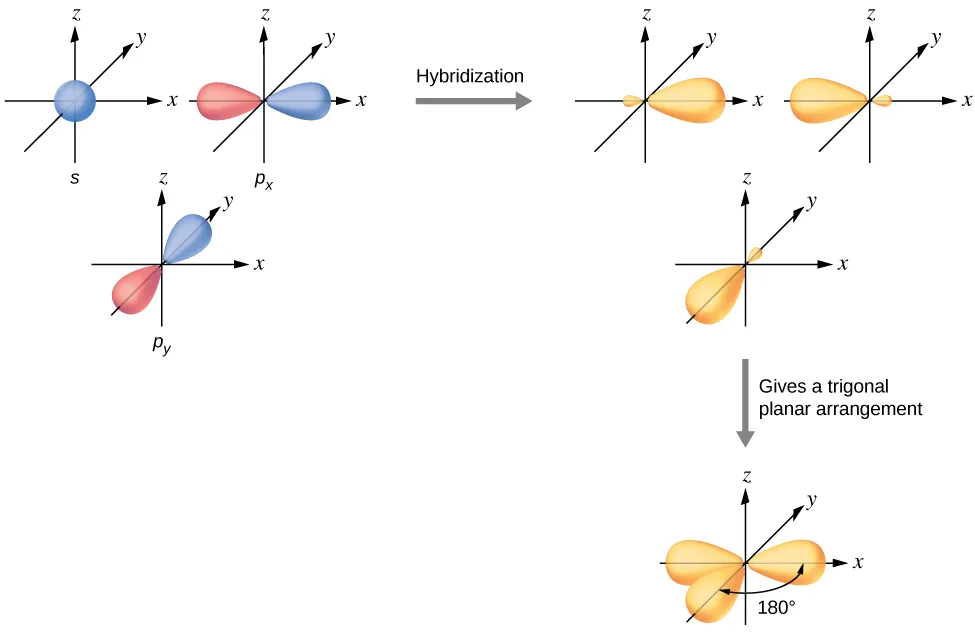 A series of three diagrams connected by a right-facing arrow that is labeled, “Hybridization,” and a downward-facing arrow labeled, “Gives a trigonal planar arrangement,” are shown. The first diagram shows a blue spherical orbital and two red, peanut-shaped orbitals, each placed on an X, Y, Z axis system. The two red orbitals are located on the x and z axes, respectively. The second diagram shows the same three orbitals, but they are now purple and have one enlarged lobe and one smaller lobe. Each lies in a different axis in the drawing. The third diagram shows the same three orbitals, but their smaller lobes now overlap while their larger lobes are located at and labeled as “120 degrees” from one another.