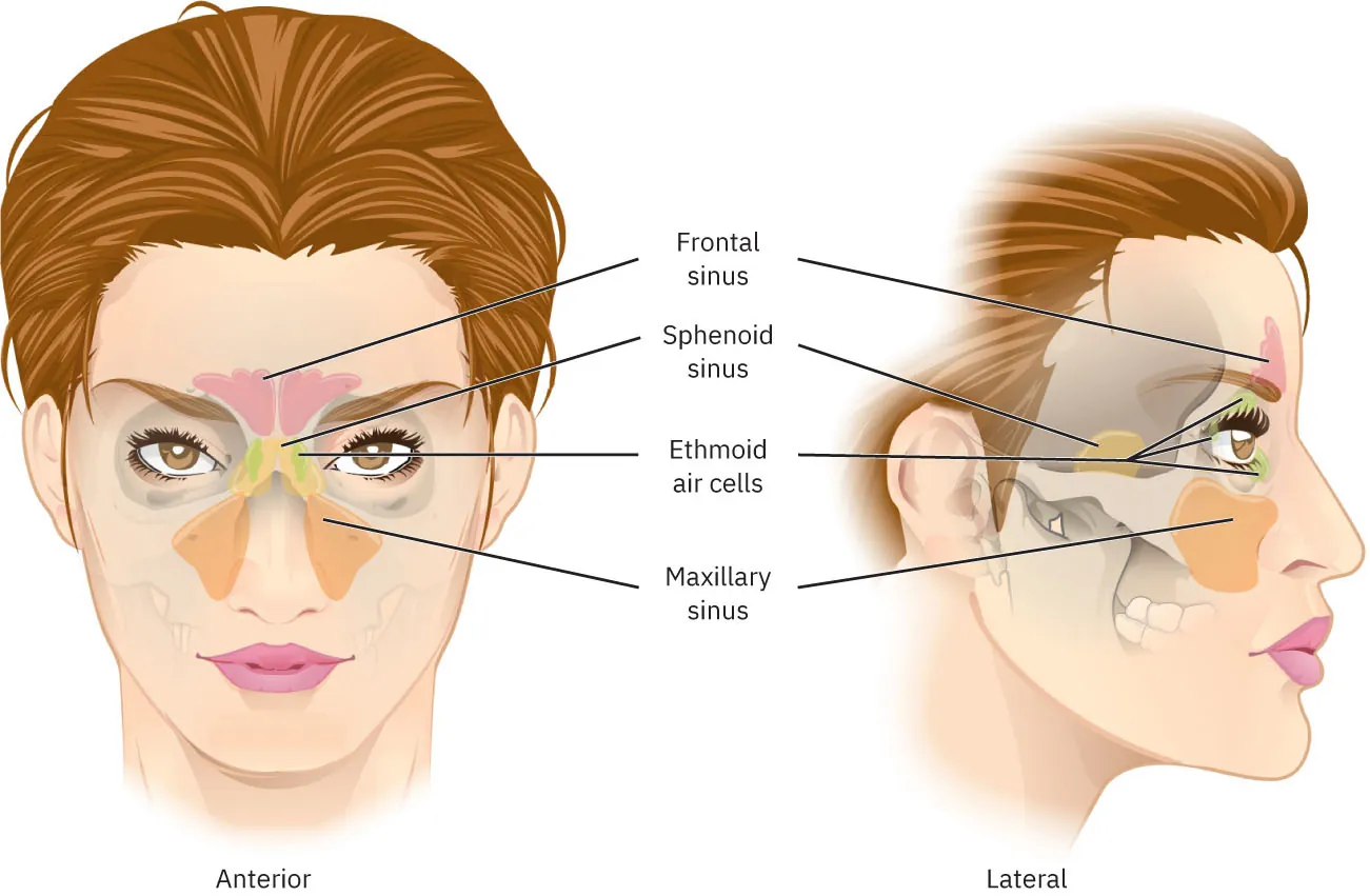 A diagram showing the anterior and lateral view of the sinuses.