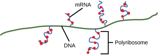 Illustration shows a portion of a D N A molecule. Multiple strands of m R N A hang off of the D N A at the locations where m R N A is being transcribed. Each m R N A strand has multiple ribosomes attached at different locations along its length, creating proteins. One m R N A strand with multiple ribosomes attached to it is labelled a polyribosome.