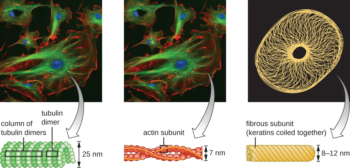 A micrograph shows many lines emminating from the nucleus and extending throughout the cell. These are shown in diagram form as small spheres forming the outside of a long tube. Each pair of spheres is a tubulin dimer and columns of these dimers can be seen on the outside of the large tube they form. The diameter of the tube is 25 µm. The same micrograph shows lines throughout the cell; these are drawn as spheres forming a braided structures (a double helix). The diameter of the helix is 7 nm. The spheres are labeled actin subunit. Another micrograph shows many lines forming a webbing in the cell. These are drawn as a rope; each strand of the rope is labeled fibrous subunit (keratins coiled together). The diameter of the rope is 8 – 12 nm.