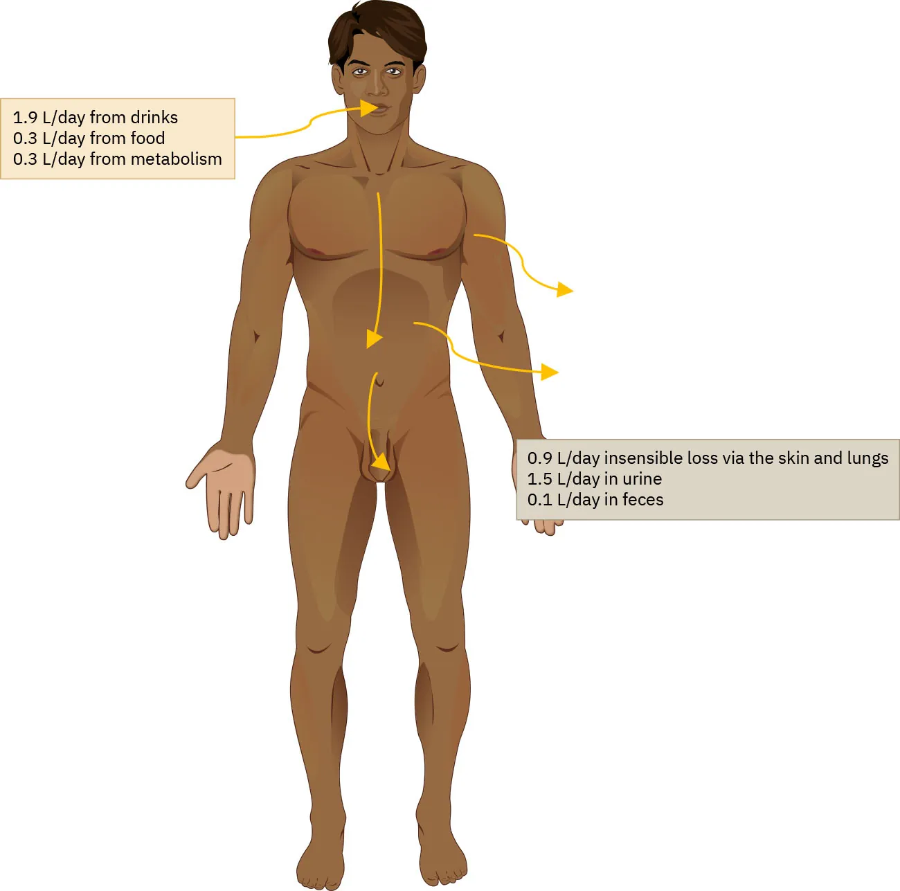 Diagram showing how the body maintains water homeostasis: 1.9 L/day from drinks, 0.3 L/day from food, 0.3 L/day from metabolism, 0.9 L/day insensible loss via the skin and lungs, 1.5 L/day in urine, 0.1 L/day in feces