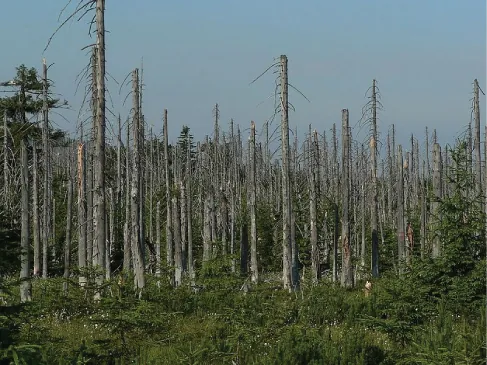 Photo of an evergreen forest. Small healthy trees and grasses are in the foreground. Large dead trees are predominant throughout the photo.