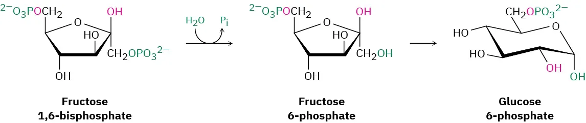 The phosphate hydrolysis of fructose-1,6-bisphosphate yields  fructose-6-phosphate  which isomerizes to glucose-6-phosphate.