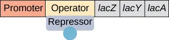 A short rectangular piece is divided into five segments with the left-hand two segments being longer than the three segments to their right. From left to right, the segments are labeled promoter, operator, and italicized lac Z, lac Y, and lac A. A rectangular repressor is bound to the bottom of the operator and has a small circle labeled lactose attached.