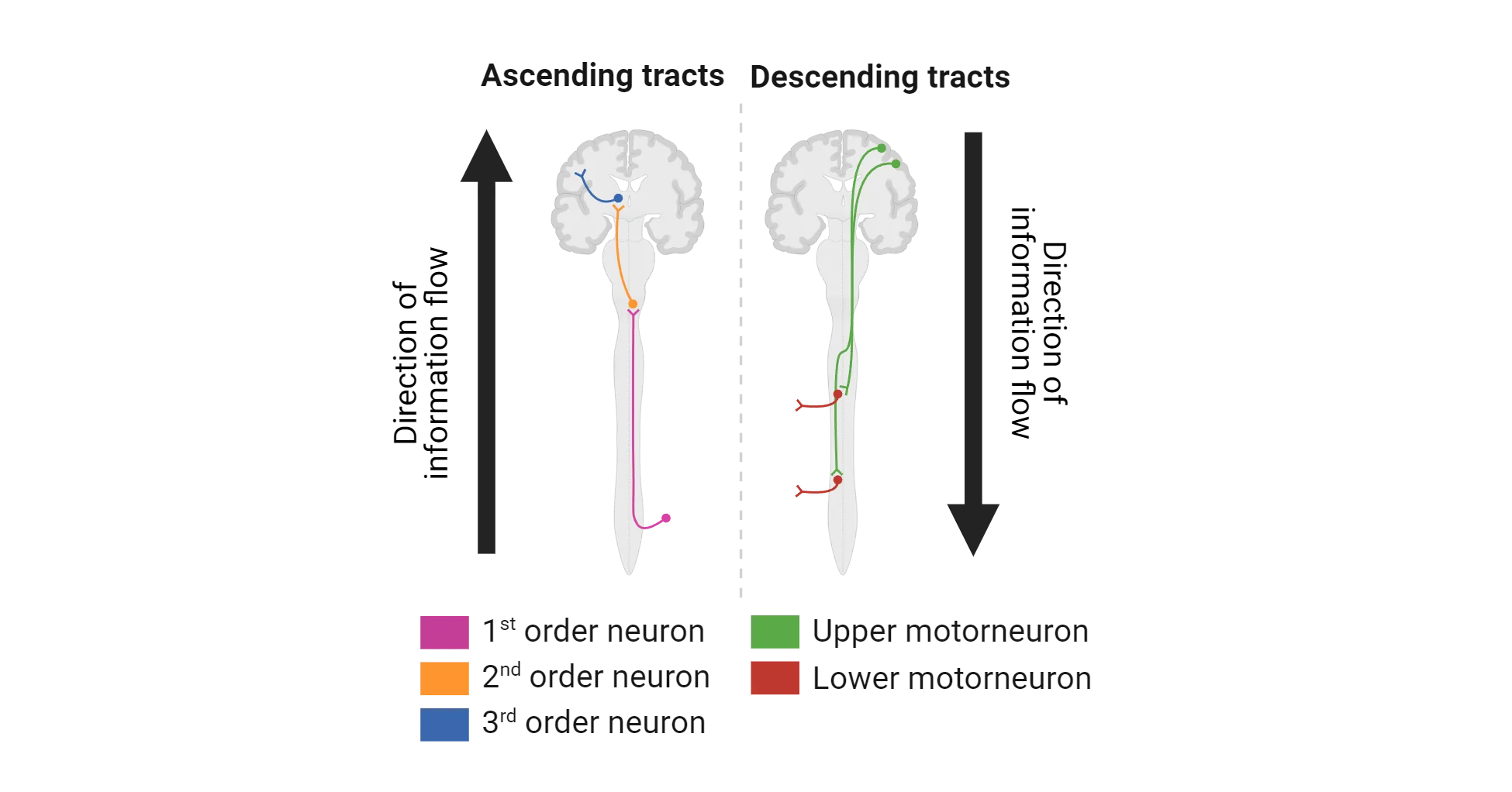 Diagrams of ascending and descending tracts overlaid on a human brain and spinal cord. Ascending tracts shows 1st order, 2nd order and 3rd order neurons, bringing information from periphery to brain, in that order. Descending tracts show upper and lower motor neurons bringing information from brain to periphery, in that order.