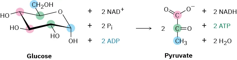 Glucose reacts with two moles  each of nicotinamide adenine dinucleotide cation, phosphate and adenosine diphosphate to form two moles of pyruvate, nicotinamide adenine dinucleotide phosphate hydride, adenosine triphosphate, and water.