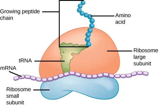 The ribosome consists of a small subunit and a large subunit, which is about three times as big as the small one. The large subunit sits on top of the small one. A chain of mRNA threads between the large and small subunits. A protein chain extends from the top of the large subunit.