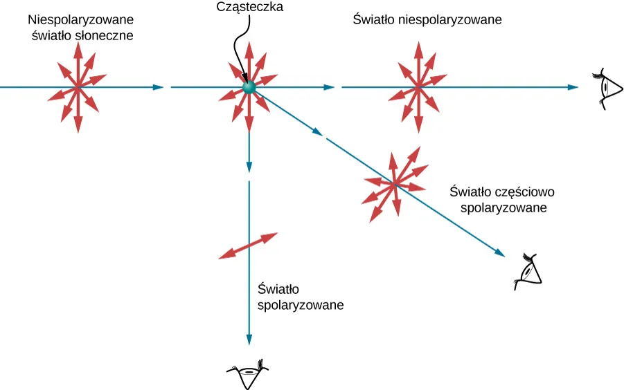 Figura pokazuje rozproszenie niespolaryzowanego światła na cząsteczkach. Jak zwykle, promienie są reprezentowane przez niebieskie strzałki, a kierunki wektora natężenia pola elektrycznego przez podwójne czerwone strzałki. Wektor Pole elektryczne niespolaryzowanego światła padającego drga we wszystkich kierunkach w płaszczyźnie prostopadłej do kierunku rozchodzenia się światła. Cząsteczki rozpraszają światło we wszystkich kierunkach. Światło rozproszone w tym samym kierunku co światło padające pozostaje niespolaryzowane. Światło rozproszone w kierunku prostopadłym do kierunku światła padającego jest spolaryzowane prostopadle do płaszczyzny zdefiniowanej przez promienie padający i odbity. Światło rozproszone w pośrednim kierunku jest częściowo spolaryzowane. Natężenie pola elektrycznego, prostopadłego do płaszczyzny ma większą amplitudę niż natężenie pola równoległego do promienia padającego.