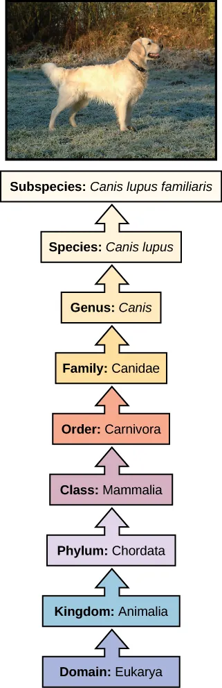 The illustration shows the classification of a dog, which belongs in the domain Eukarya, kingdom Animalia, phylum Chordata, class Mammalia, order Carnivora, family Canidae, genus Canis, species Canis lupus, and the subspecies is Canis lupus familiaris.